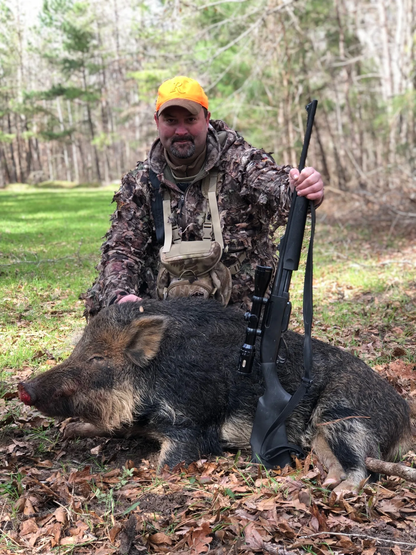 Wild Hog walking in Southern grass field