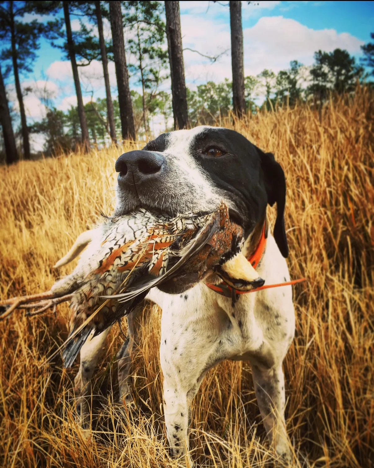 Quail Hunting